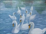 River Nene Swans