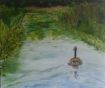 Water Fowl