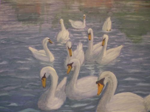 Swans on the River Nene
